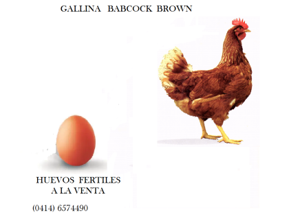 pollitos y huevos fertiles