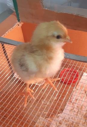 pollitos y huevos fertiles