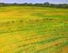 VENTA DE PLANTA PROCESADORA DE ARROZ EN PANAMA
