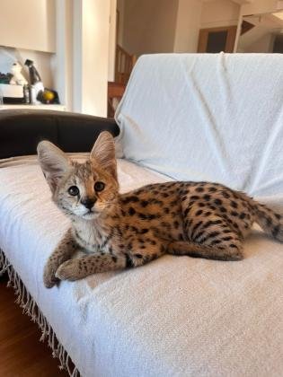 African Serval Kittens WhatsApp: +27842597191