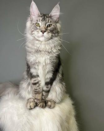 Maine Coon Kittens: WhatsApp: +27842597191