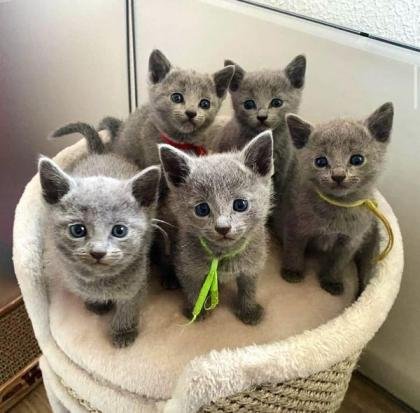 Russian Blue Kittens: WhatsApp: +27842597191