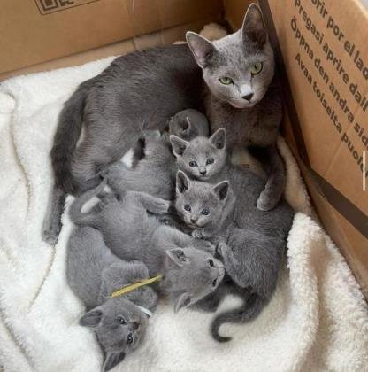 Russian Blue Kittens: WhatsApp: +27842597191