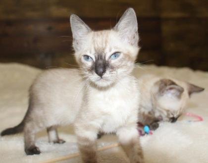Snow/Silver/Charcoal/Brown Bengal Kittens: WhatsApp: +27842597191