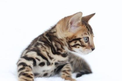 Snow/Silver/Charcoal/Brown Bengal Kittens: WhatsApp: +27842597191