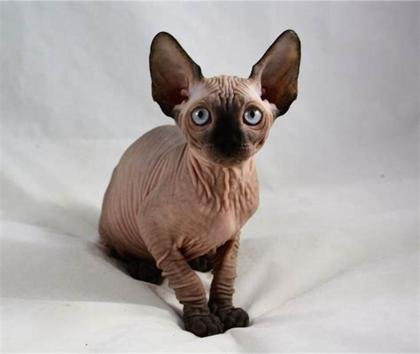 Sphynx Kittens: WhatsApp: +27842597191