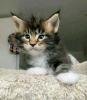 Maine Coon Kittens: WhatsApp: +27842597191