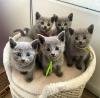 Russian Blue Kittens: WhatsApp: +27842597191