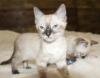 Snow/Silver/Charcoal/Brown Bengal Kittens: WhatsApp: +27842597191