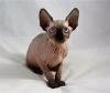 Sphynx Kittens: WhatsApp: +27842597191