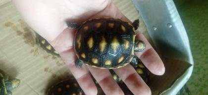 Morrocoy bebe